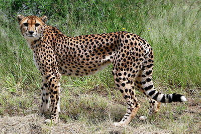 Cheetah Standing